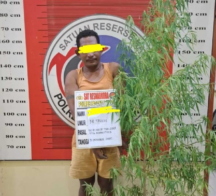 MR (38) bersama barang bukti tanam ganja, menjalani pemeriksaan di ruang Sat Res Narkoba Polres Palas.